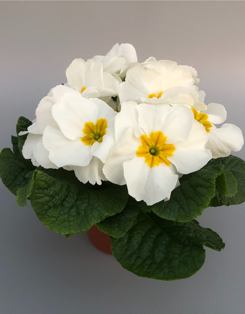 Primula vulgaris Riesenblüte