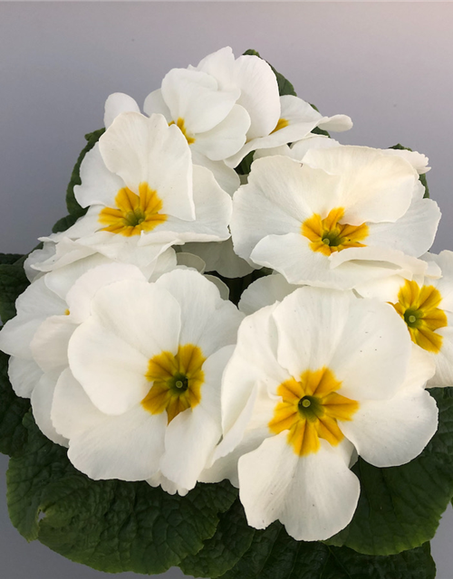 Primula vulgaris Riesenblüte