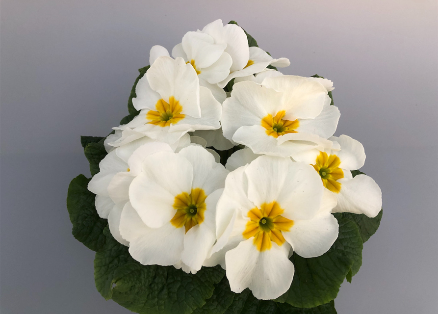 Primula vulgaris Riesenblüte