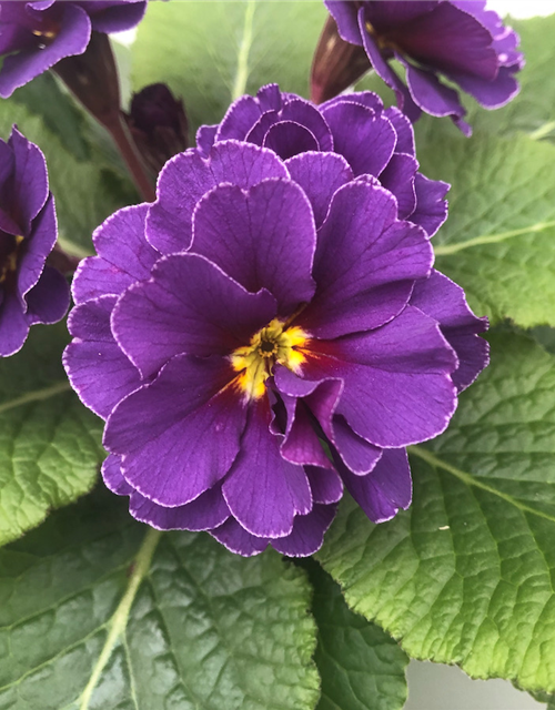 Primula vulgaris Palazzo/Petticoat