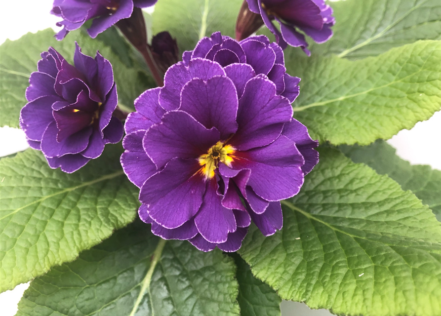 Primula vulgaris Palazzo/Petticoat