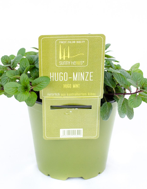 Mentha spicata Hugo