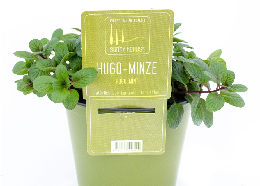 Mentha spicata Hugo