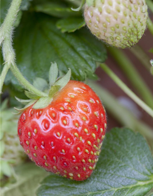 Fragaria ananassa