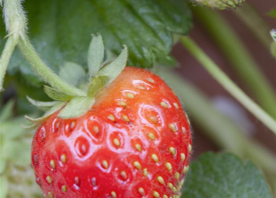 Fragaria ananassa