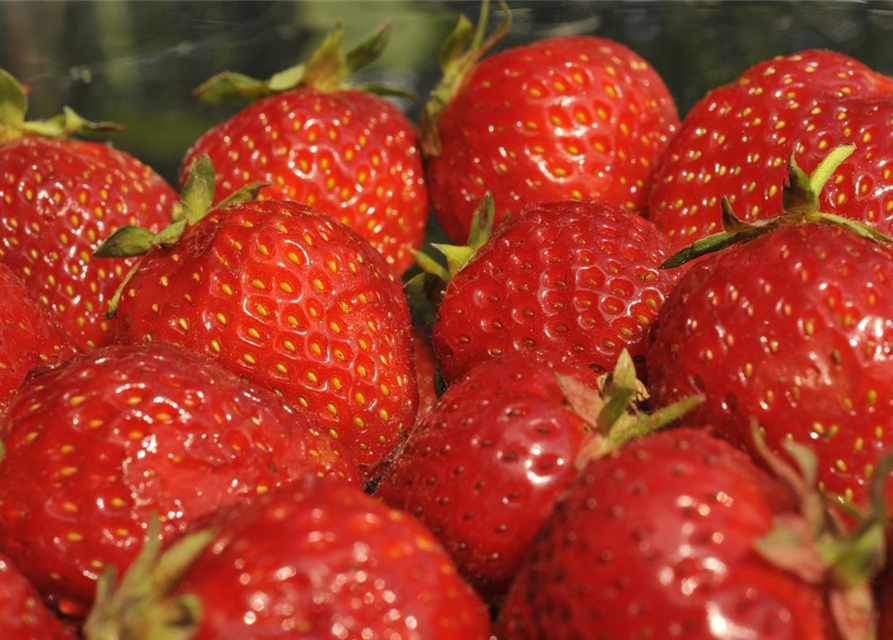 Fragaria ananassa