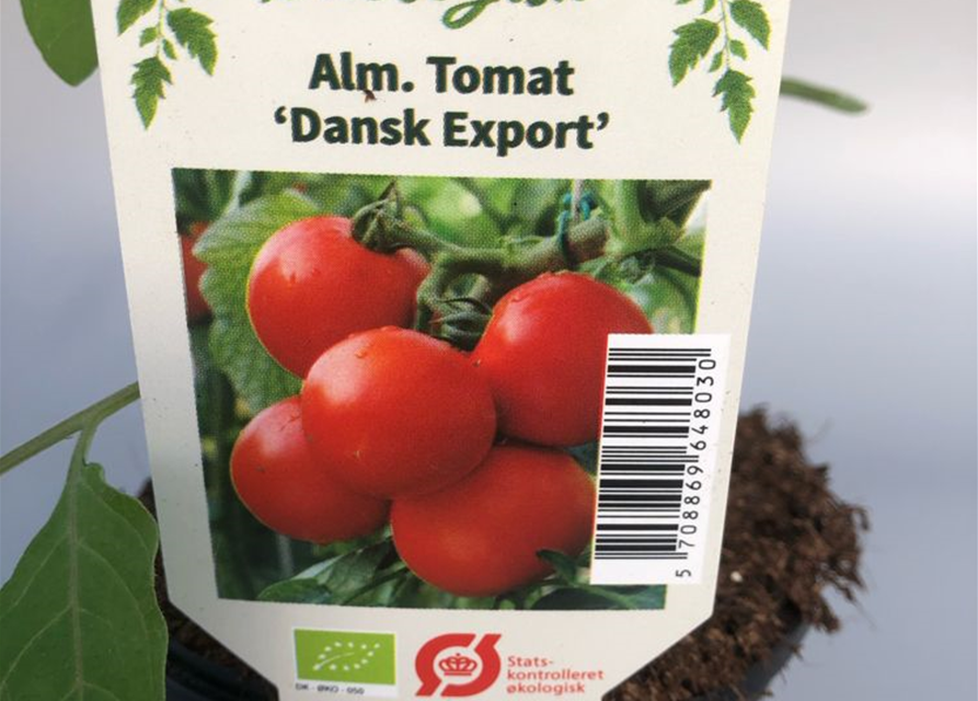 Lycopersicon lycopersicum Dansk Export