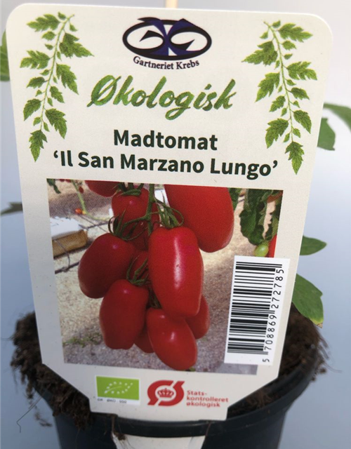 Lycopersicon lycopersicum San Marzano Lungo