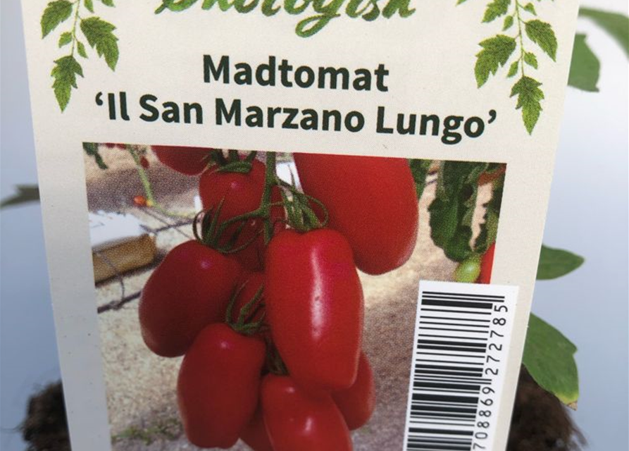 Lycopersicon lycopersicum San Marzano Lungo