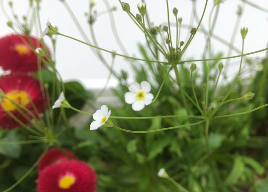 Balkonkasten komplett Frühling Nr. 2