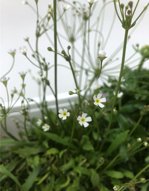 Balkonkastenbepflanzung Frühling Nr. 3