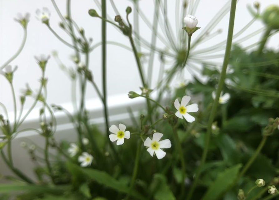 Balkonkastenbepflanzung Frühling Nr. 3