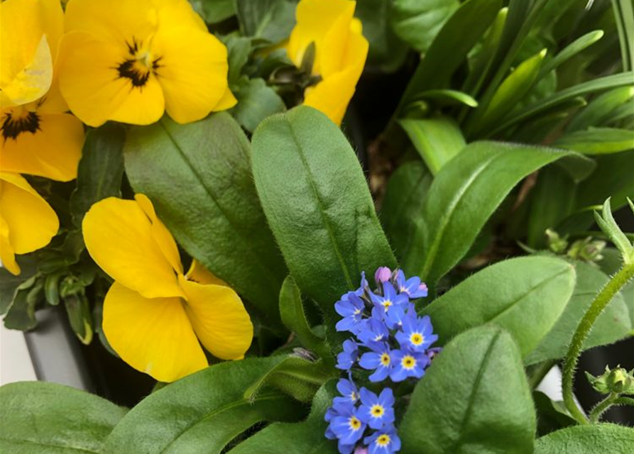 Balkonkastenbepflanzung Frühling Nr. 8