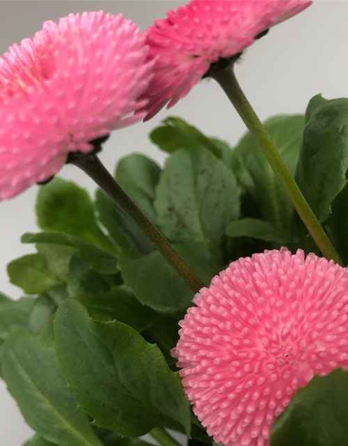 Bellis perennis