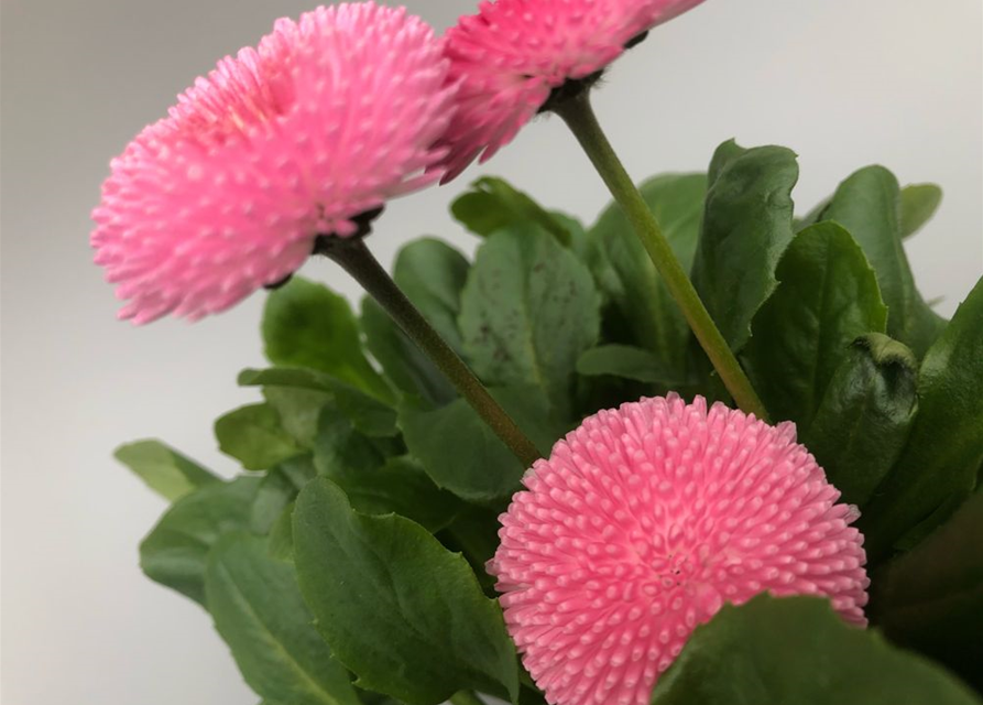 Bellis perennis