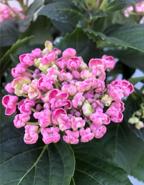 Hydrangea mac. Curly Wurly Pink T14