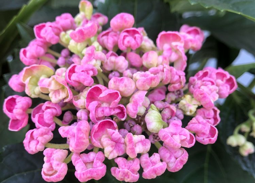 Hydrangea mac. Curly Wurly Pink T14