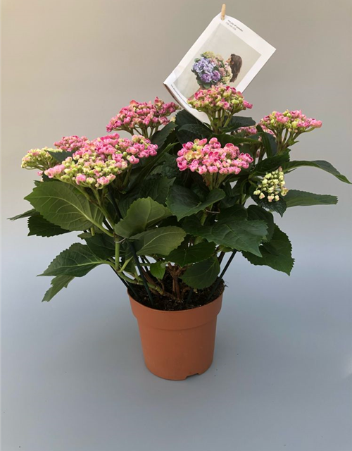 Hydrangea mac. Curly Wurly Pink T14