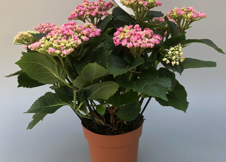 Hydrangea mac. Curly Wurly Pink T14