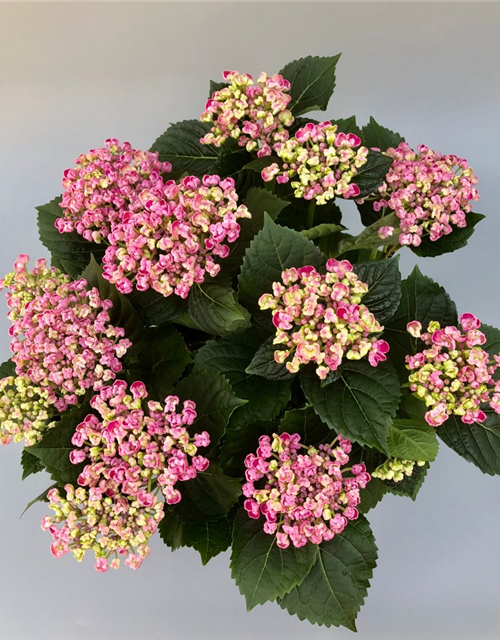 Hydrangea mac. Curly Wurly Pink T14