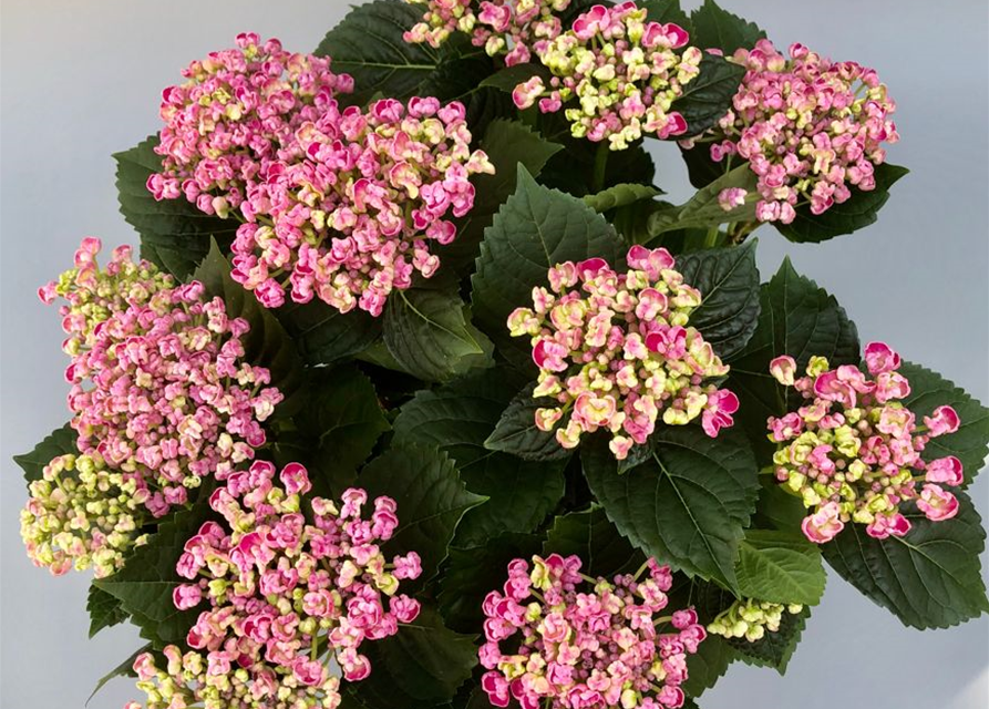 Hydrangea mac. Curly Wurly Pink T14