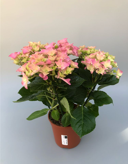 Hydrangea macrophylla T13