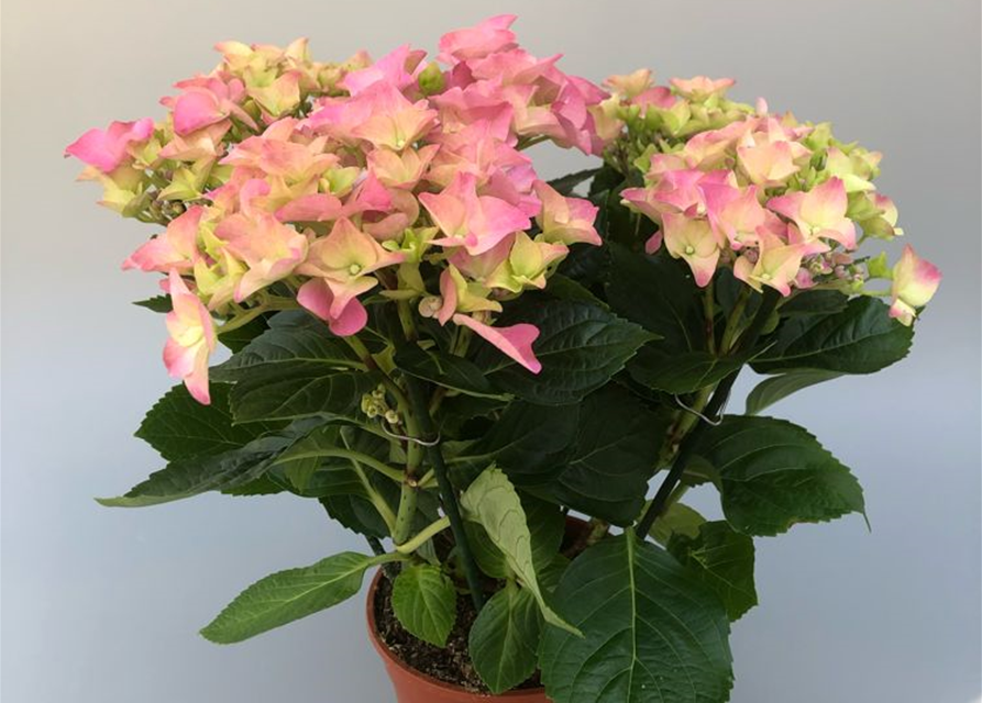 Hydrangea macrophylla T13