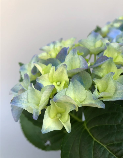 Hydrangea macrophylla T13