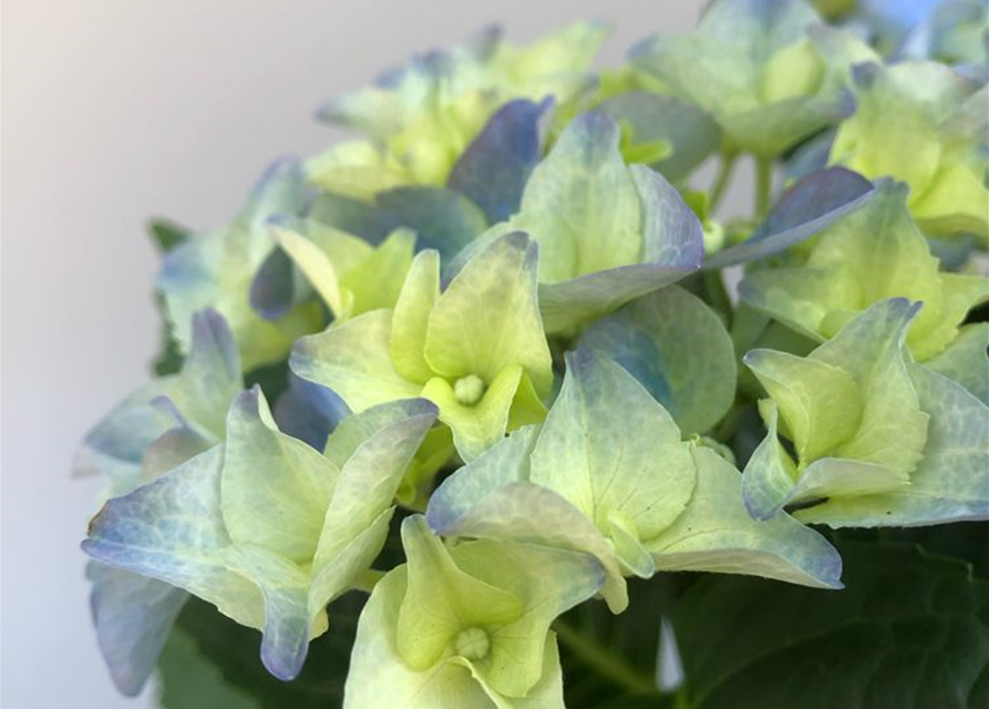 Hydrangea macrophylla T13