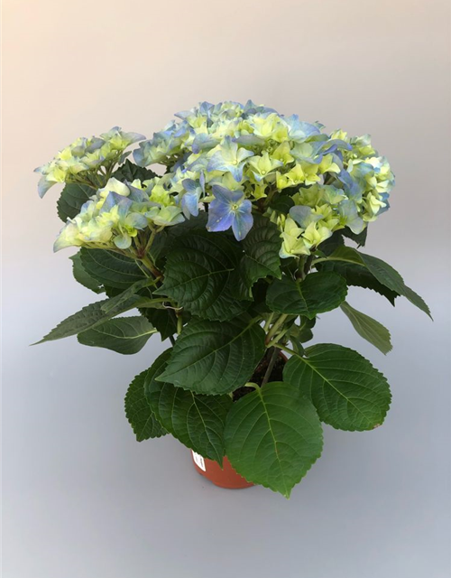 Hydrangea macrophylla T13