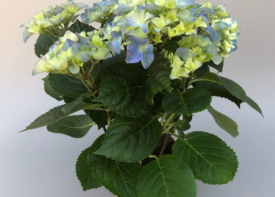 Hydrangea macrophylla T13