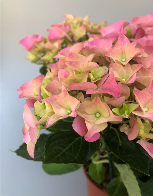 Hydrangea macrophylla T13