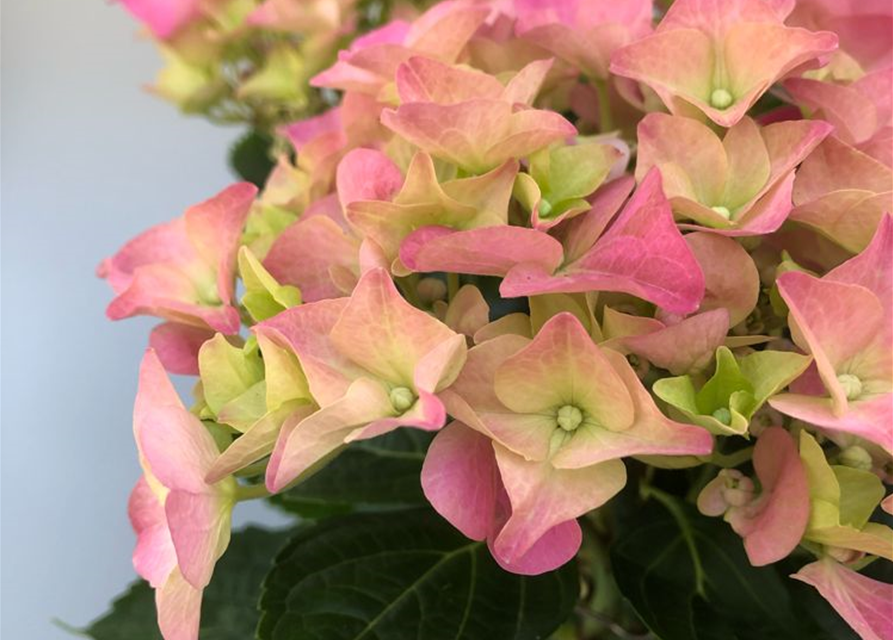 Hydrangea macrophylla T13