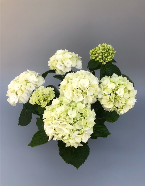 Hydrangea macrophylla T13