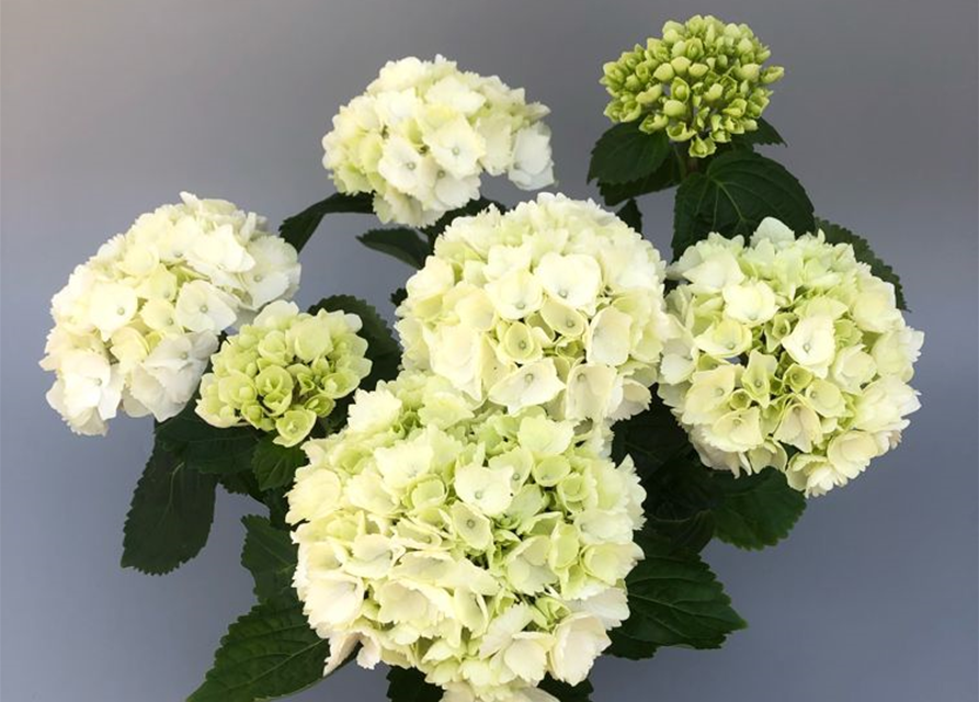 Hydrangea macrophylla T13