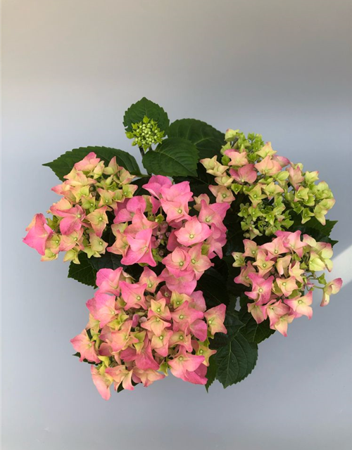 Hydrangea macrophylla T13