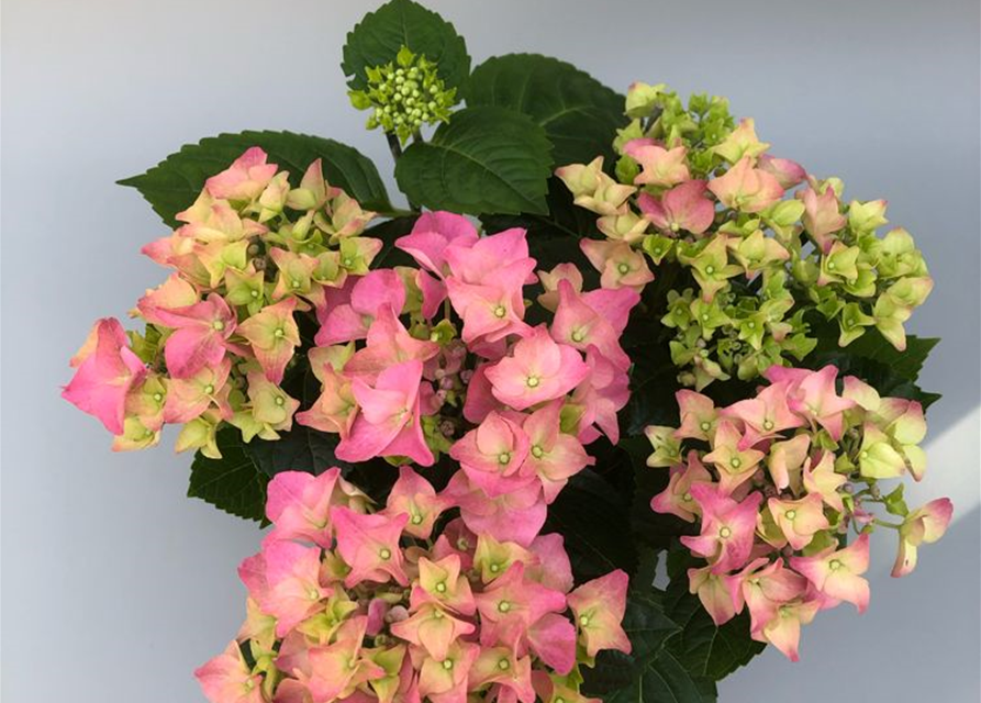 Hydrangea macrophylla T13