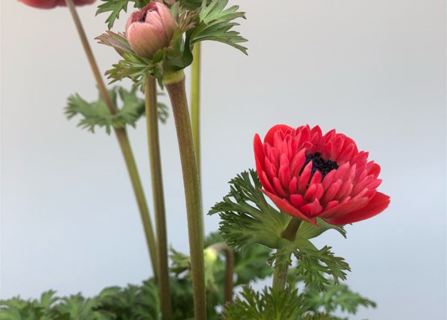 Anemone coronaria