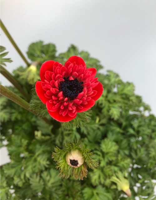 Anemone coronaria