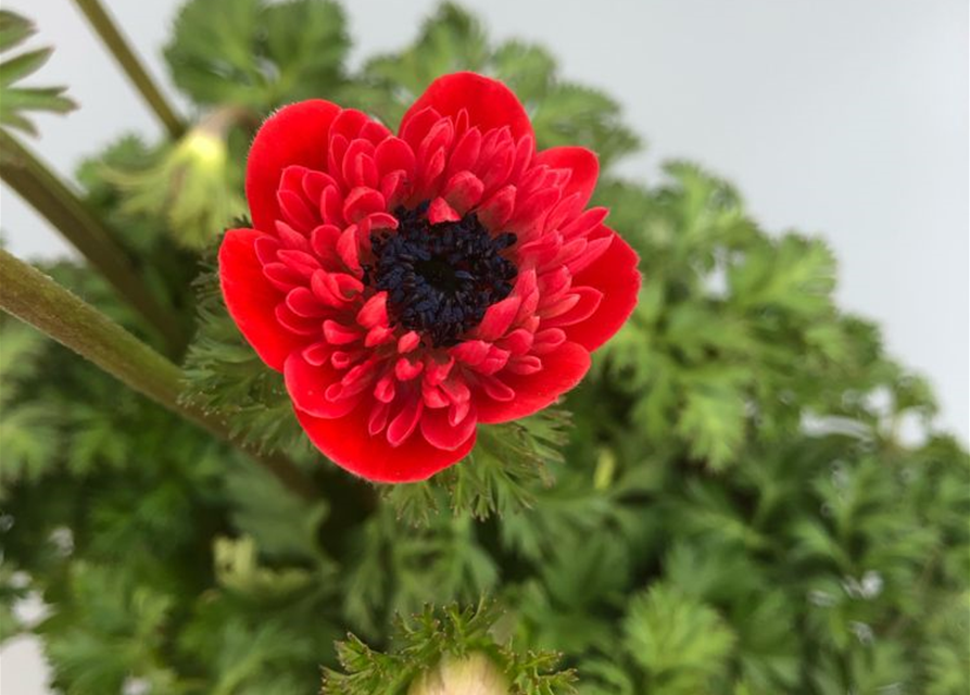 Anemone coronaria