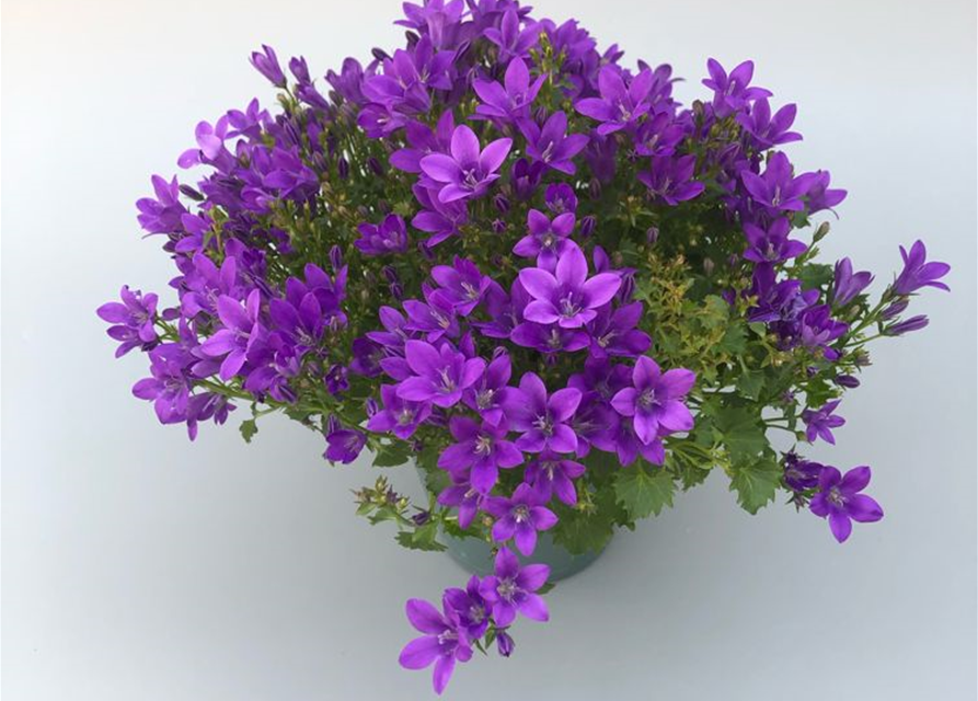 Campanula portenschlagiana Ampella