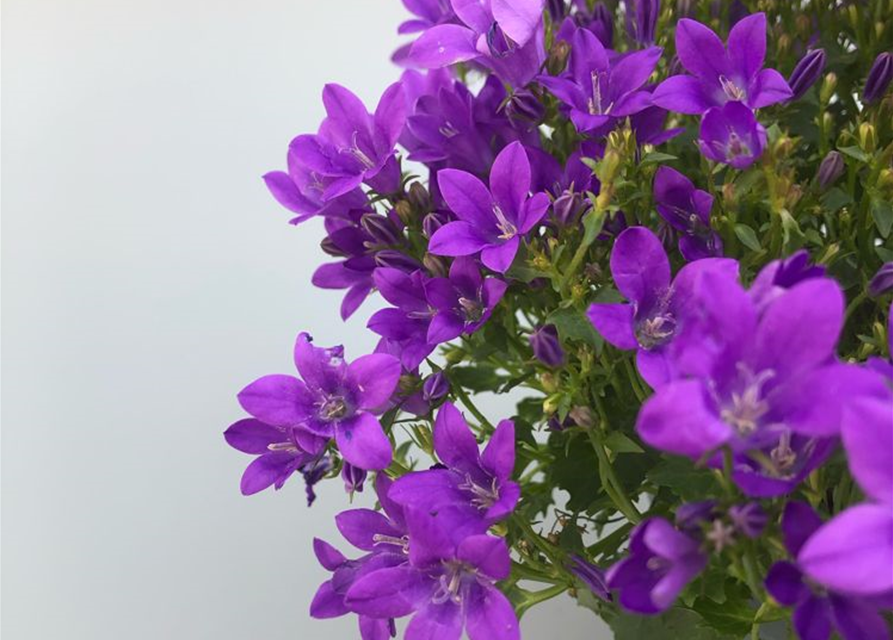 Campanula portenschlagiana Ampella