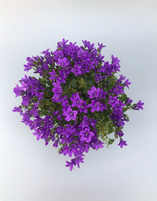 Campanula portenschlagiana Ampella