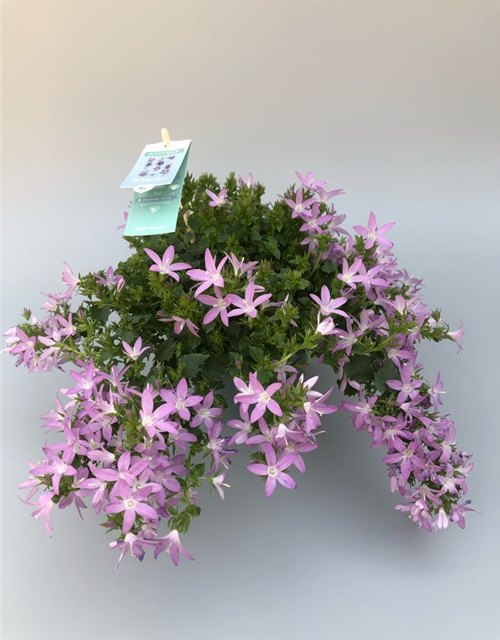 Campanula poscharsky. Adansa Pink