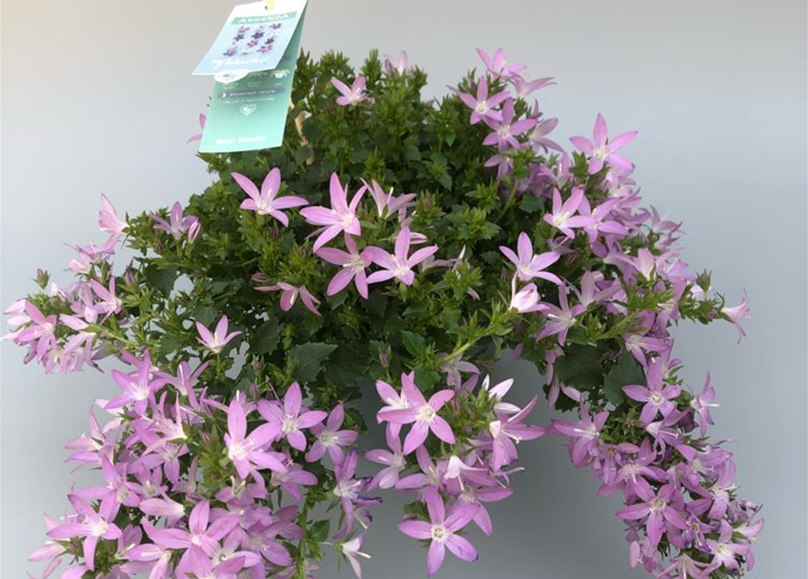 Campanula poscharsky. Adansa Pink