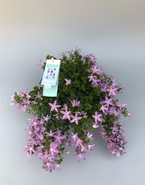 Campanula poscharsky. Adansa Pink