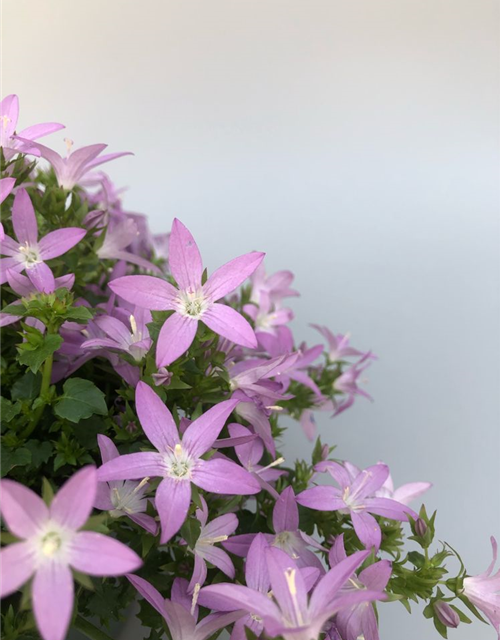 Campanula poscharsky. Adansa Pink