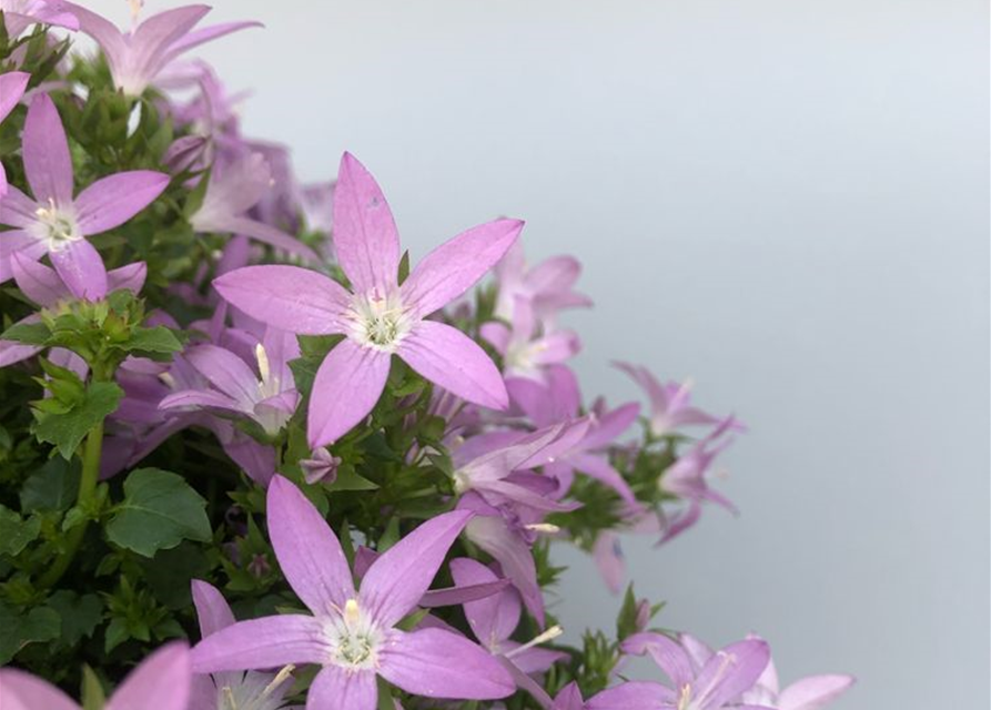 Campanula poscharsky. Adansa Pink