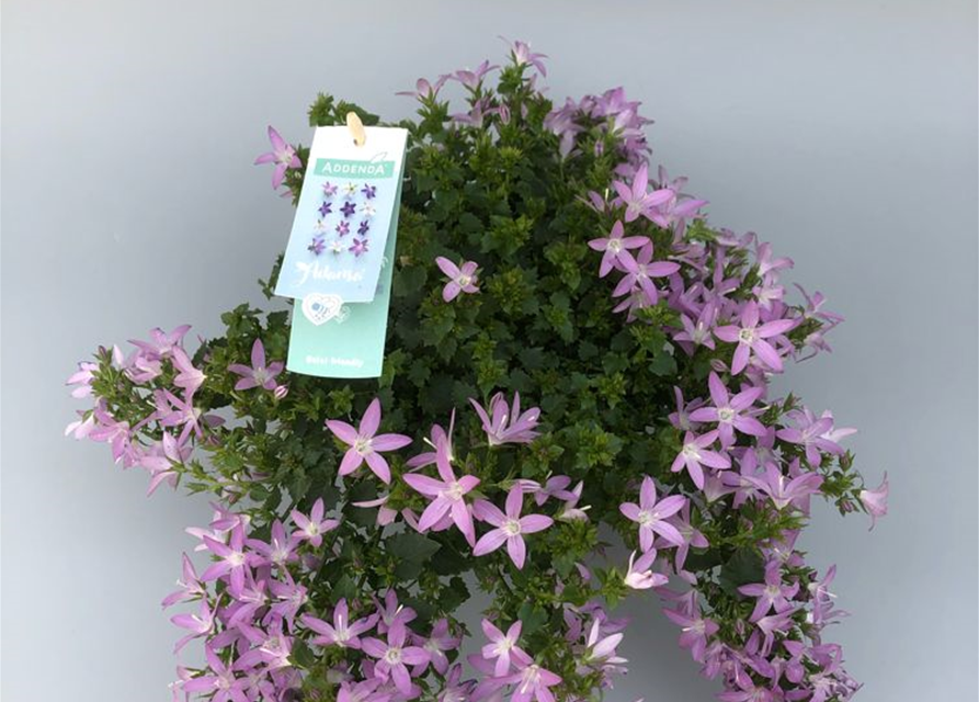 Campanula poscharsky. Adansa Pink