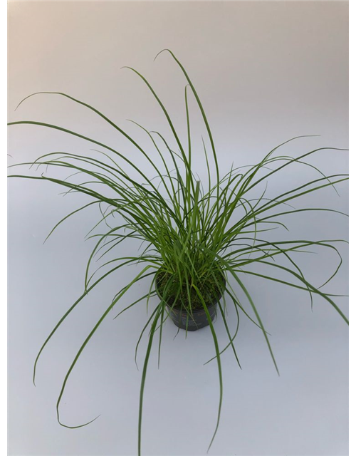 Carex brunnea T9